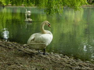 lebed-v-parke