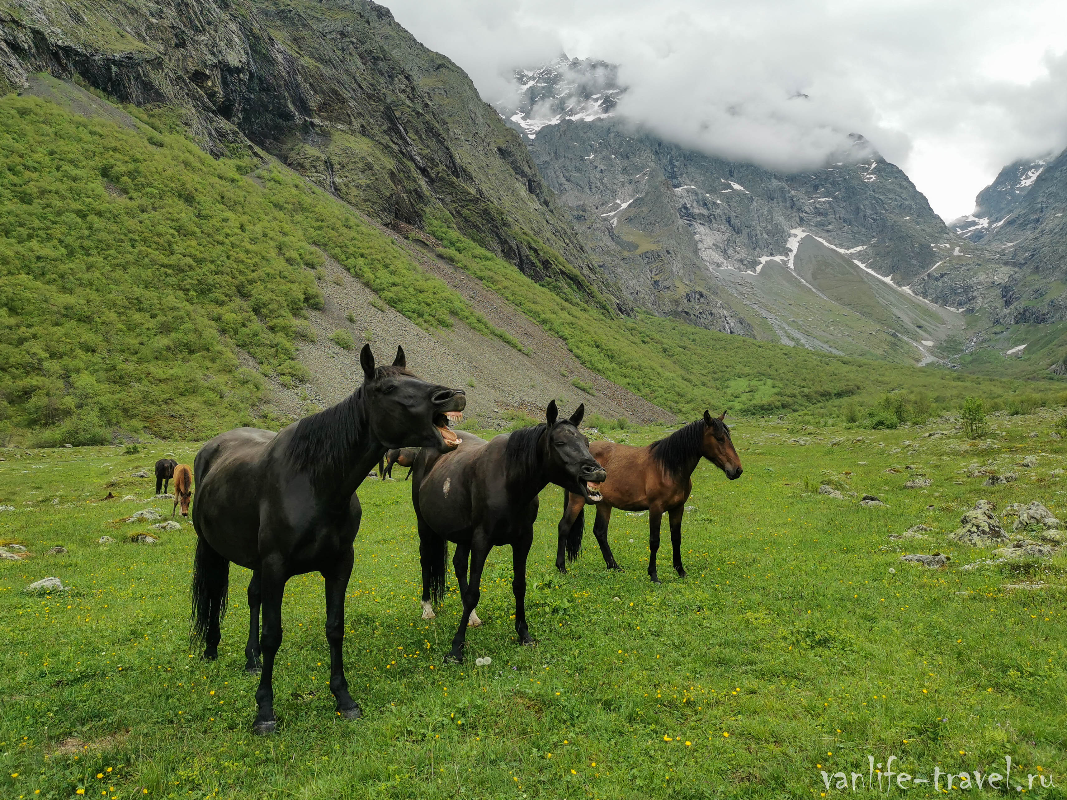 konskoe-rzhanie